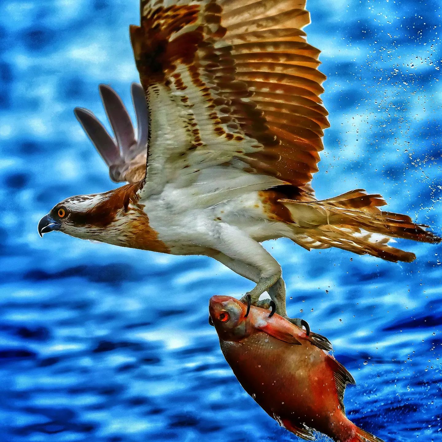 #fiskgjuse #osprey #utställning #photography